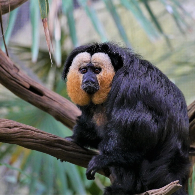 Saki à Face Blanche - Parc Animalier des Pyrénées