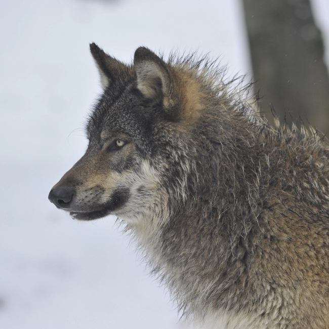 Loup Gris d'Europe | Parc Animalier Des Pyrénées