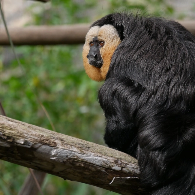 Saki à Face Blanche - Parc Animalier des Pyrénées