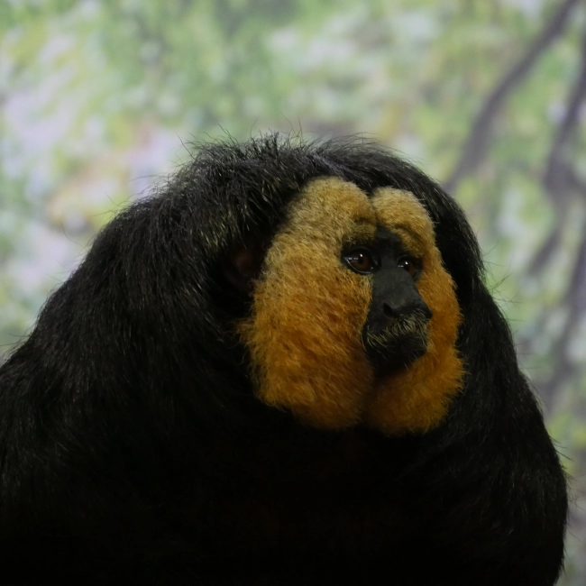 Saki à Face Blanche - Parc Animalier des Pyrénées