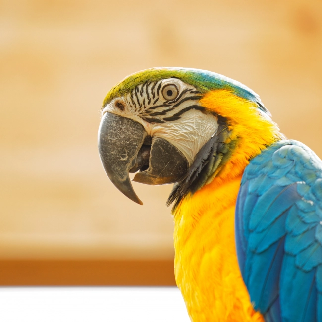 Ara Ararauna | Parc Animalier Des Pyrénées