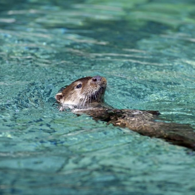 Loutre d'Europe | Parc Animalier des Pyrénées