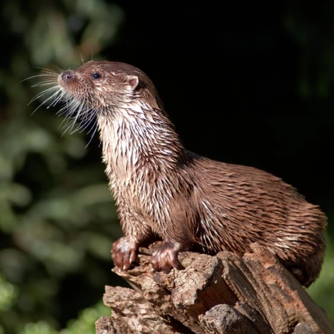 Loutre d'Europe | Parc Animalier des Pyrénées