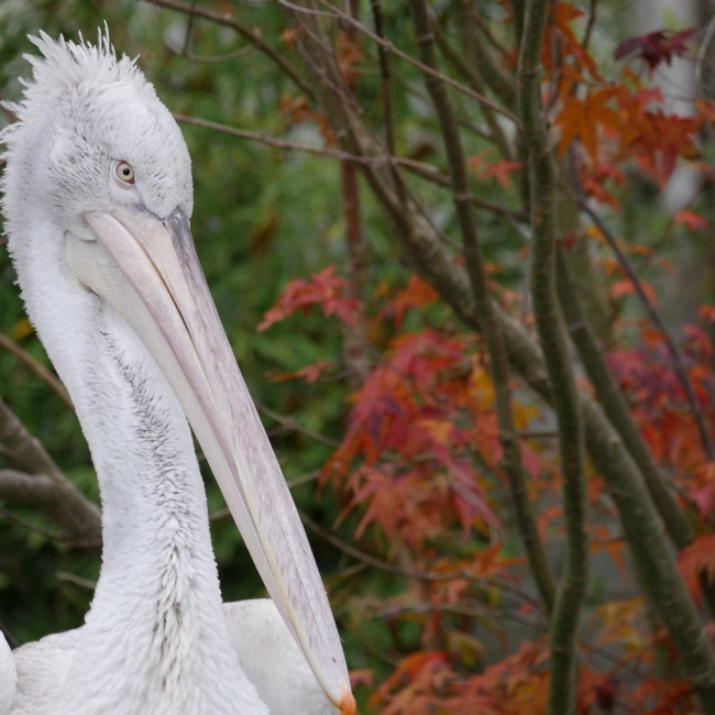 Pélican Frisé | Parc Animalier des Pyrénées