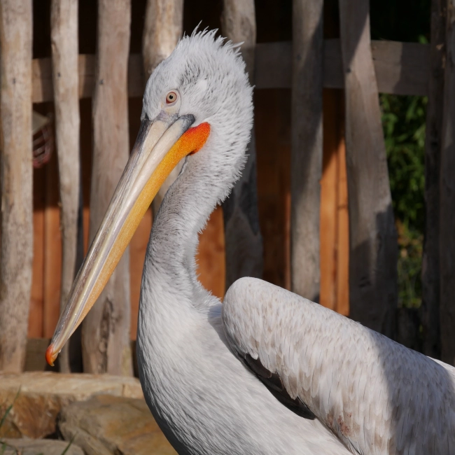 Pélican Frisé | Parc Animalier des Pyrénées