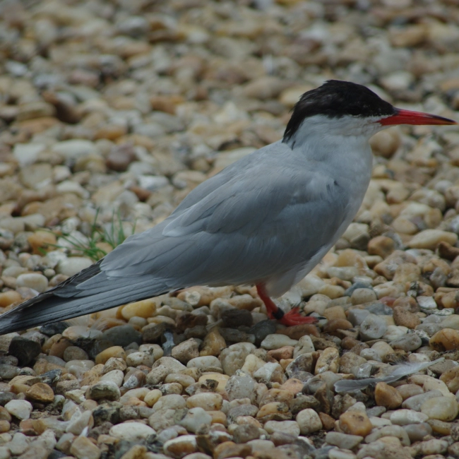 La Sterne Pierregarrin - Parc Animalier des Pyrénées