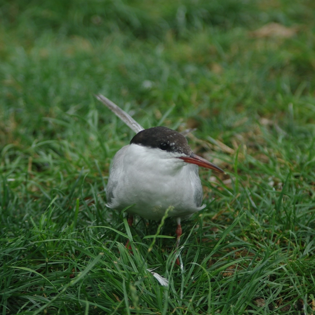 La Sterne Pierregarrin - Parc Animalier des Pyrénées