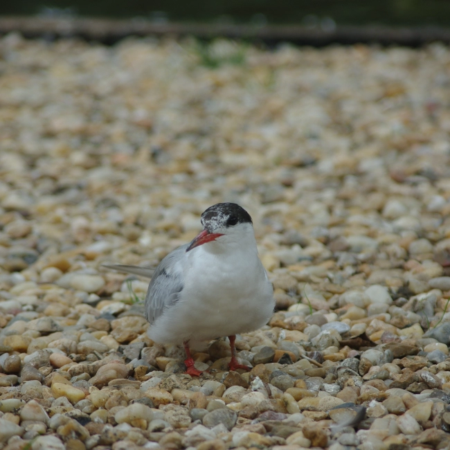 La Sterne Pierregarrin - Parc Animalier des Pyrénées