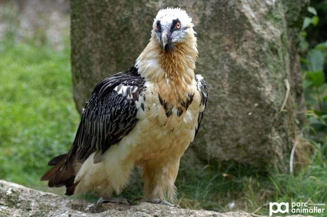 Gypaète Barbu | Parc Animalier Des Pyrénées