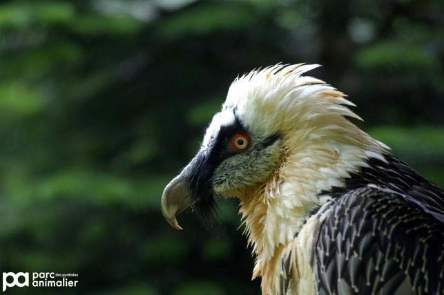 Gypaète Barbu | Parc Animalier Des Pyrénées