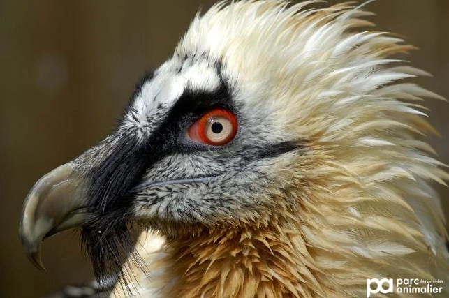 Gypaète Barbu | Parc Animalier Des Pyrénées