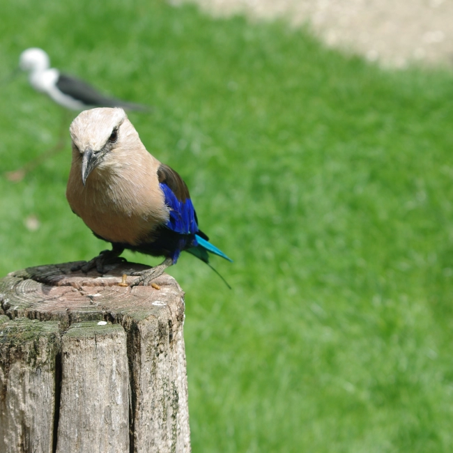 Rollier à Ventre Bleu - Parc Animalier des Pyrénées