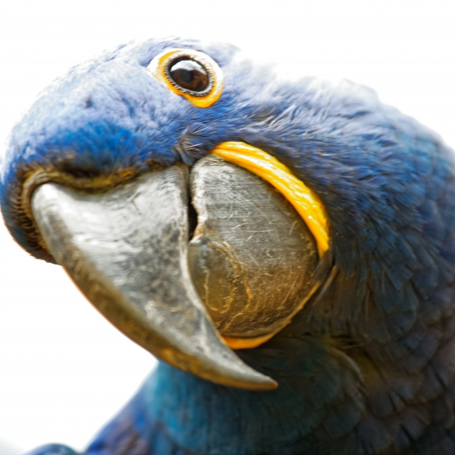 Ara Hyacinthe | Parc Animalier des Pyrénées
