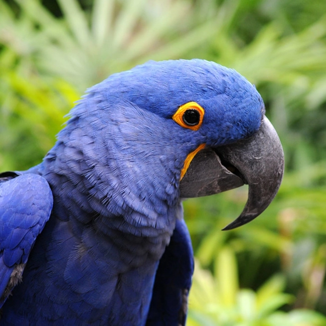 Ara Hyacinthe | Parc Animalier des Pyrénées