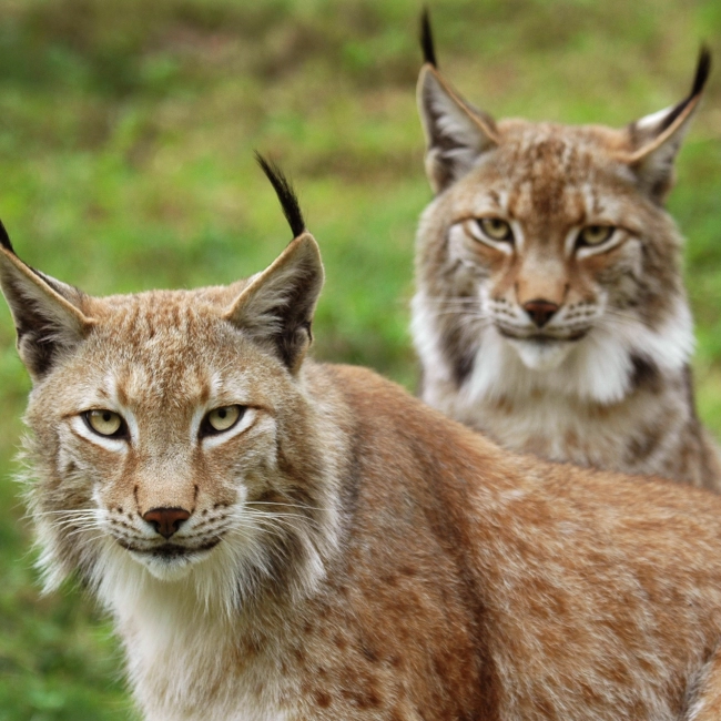 Lynx | Parc Animalier des Pyrénées