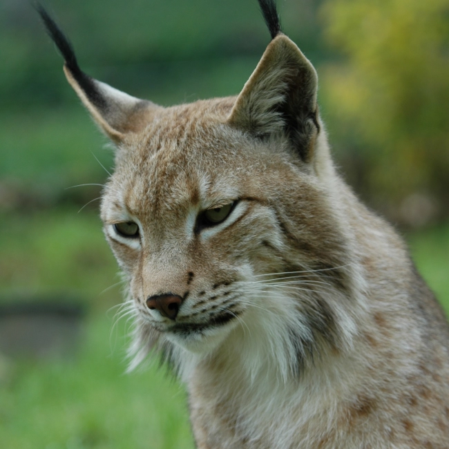 Lynx | Parc Animalier des Pyrénées