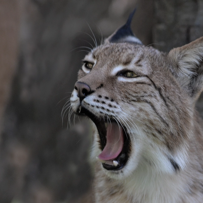 Lynx | Parc Animalier des Pyrénées