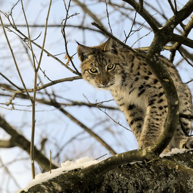 Lynx | Parc Animalier des Pyrénées