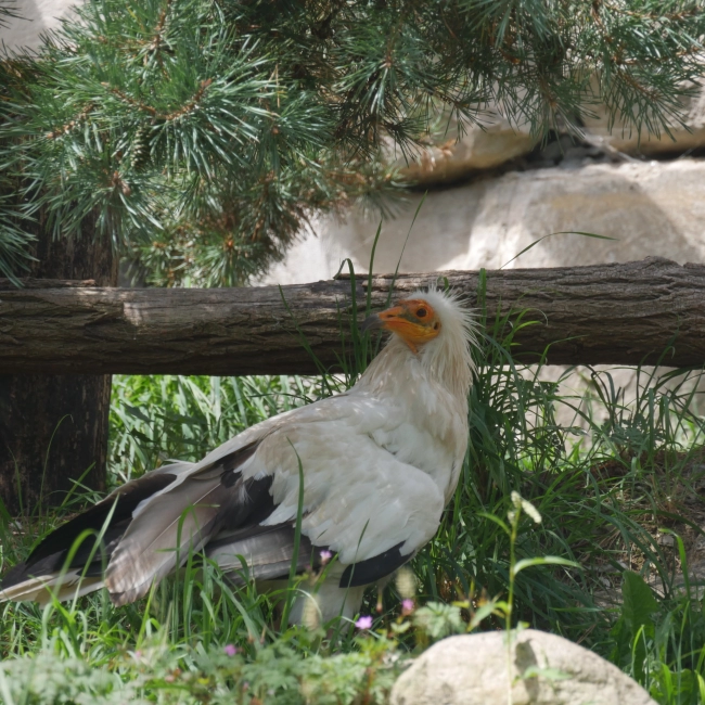Percnoptère | Parc Animalier Des Pyrénées