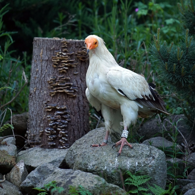 Percnoptère | Parc Animalier Des Pyrénées