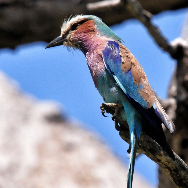 Rollier à Longs Brins - Parc Animalier des Pyrénées