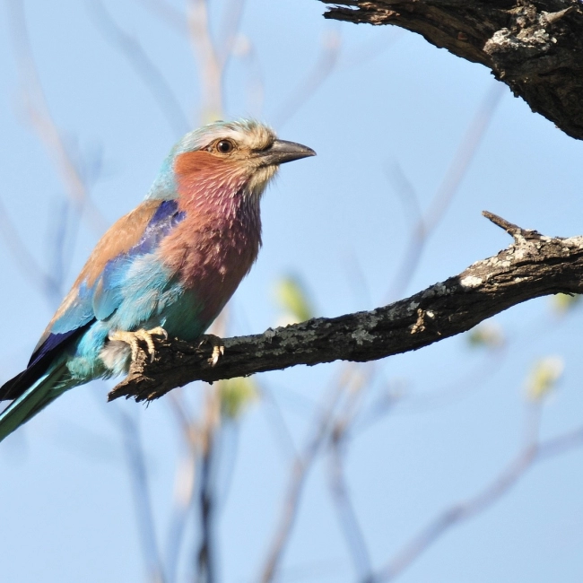 Rollier à Longs Brins - Parc Animalier des Pyrénées