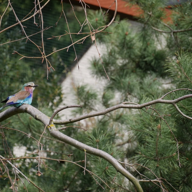 Rollier à Longs Brins - Parc Animalier des Pyrénées