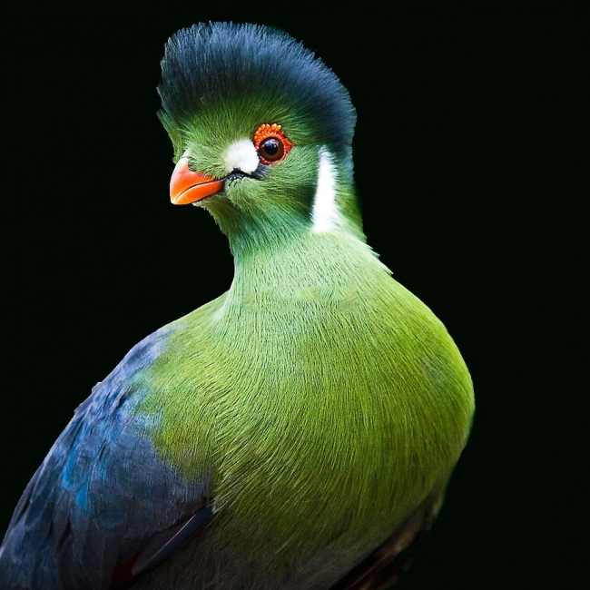  Le Touraco à Joues Blanches - Parc Animalier des Pyrénées