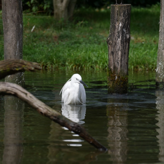 Aigrette Garzette | Parc Animalier des Pyrénées