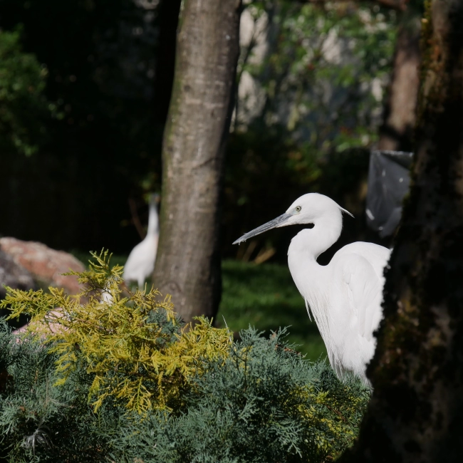 Aigrette Garzette | Parc Animalier des Pyrénées