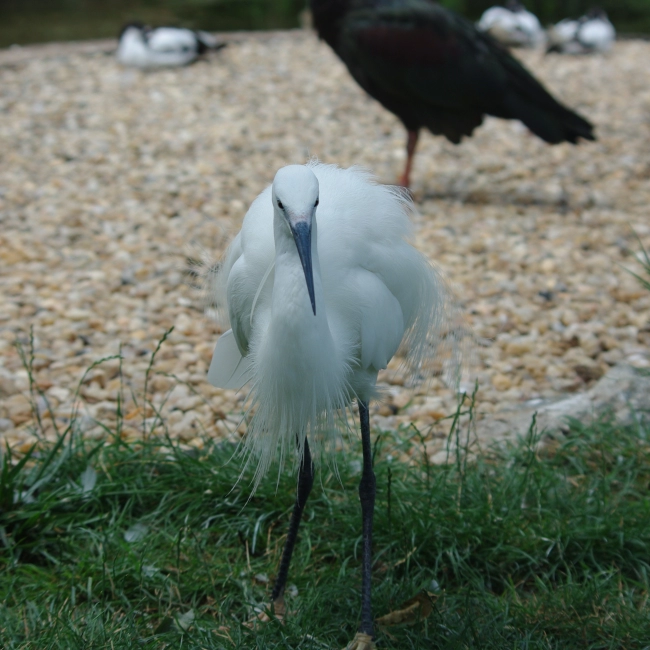 Aigrette Garzette | Parc Animalier des Pyrénées