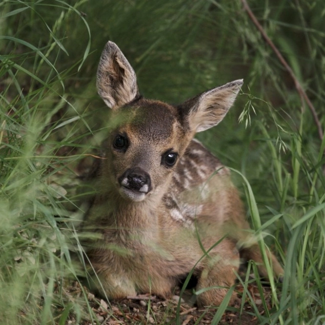 Chevreuil | Parc Animalier Des Pyrénées