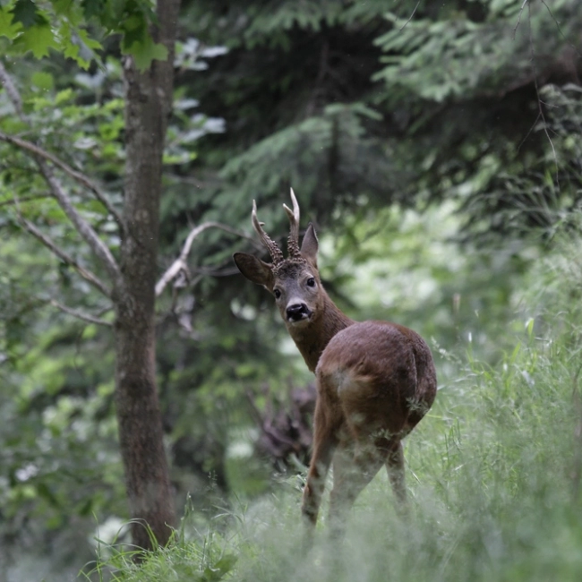 Chevreuil | Parc Animalier Des Pyrénées