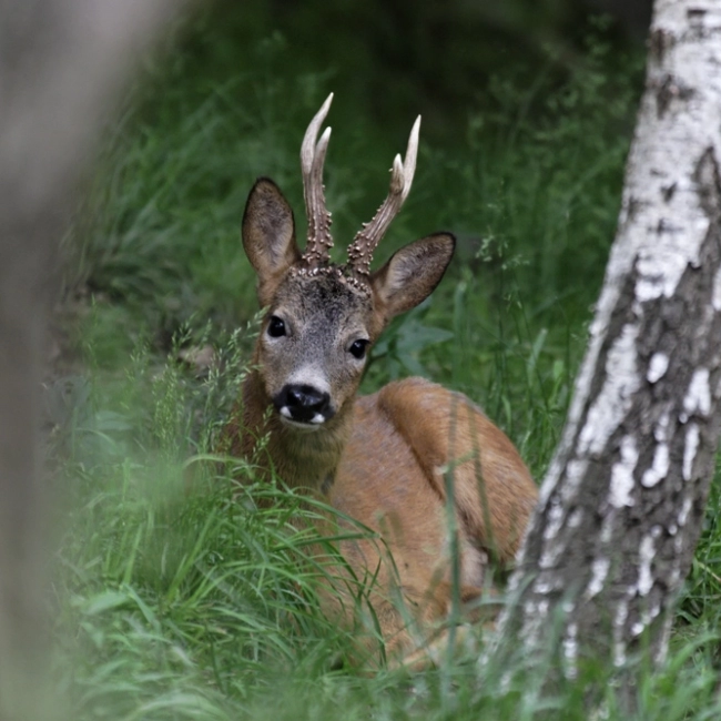 Chevreuil | Parc Animalier Des Pyrénées