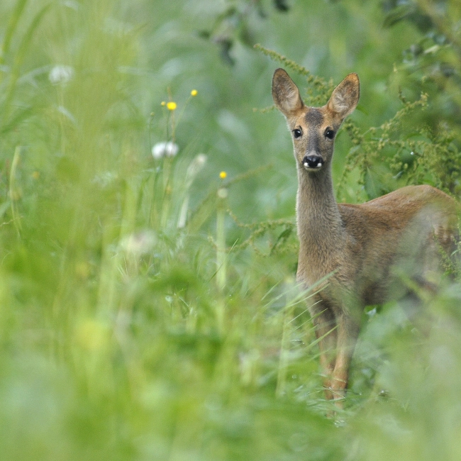 Chevreuil | Parc Animalier Des Pyrénées