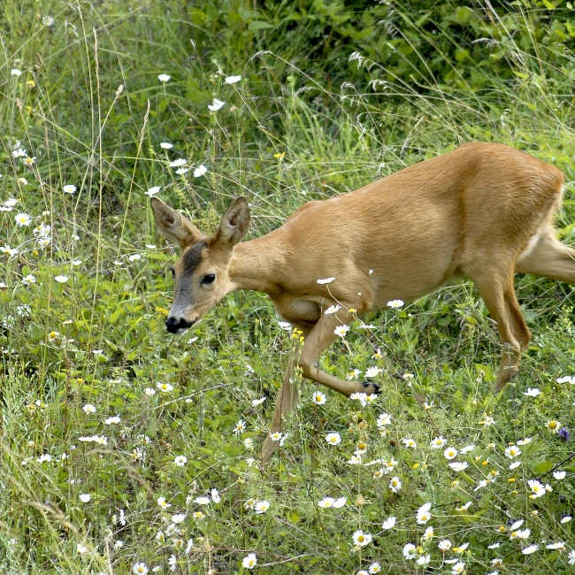 Chevreuil | Parc Animalier Des Pyrénées