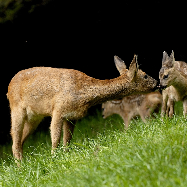 Chevreuil | Parc Animalier Des Pyrénées