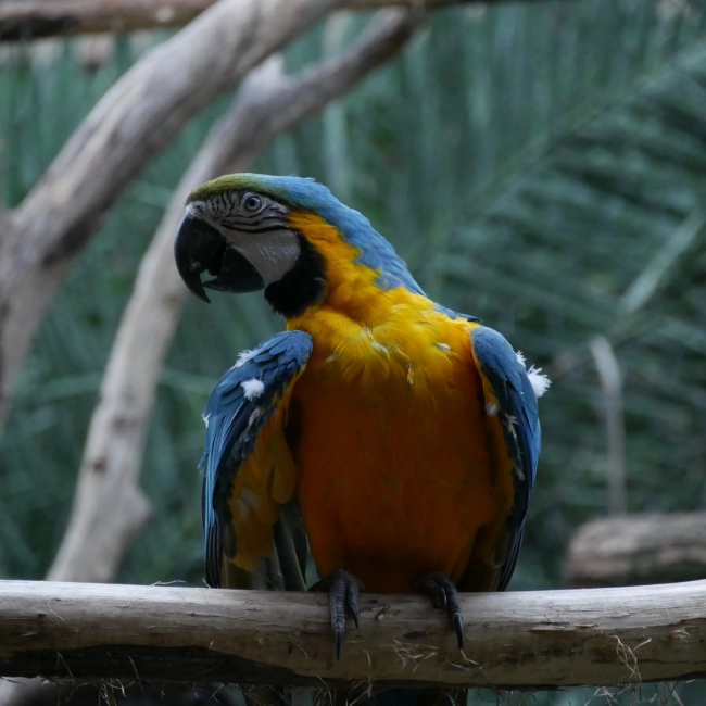 Ara Ararauna | Parc Animalier Des Pyrénées