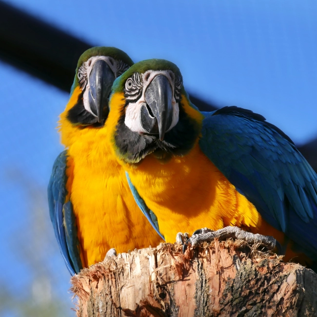 Ara Ararauna | Parc Animalier Des Pyrénées