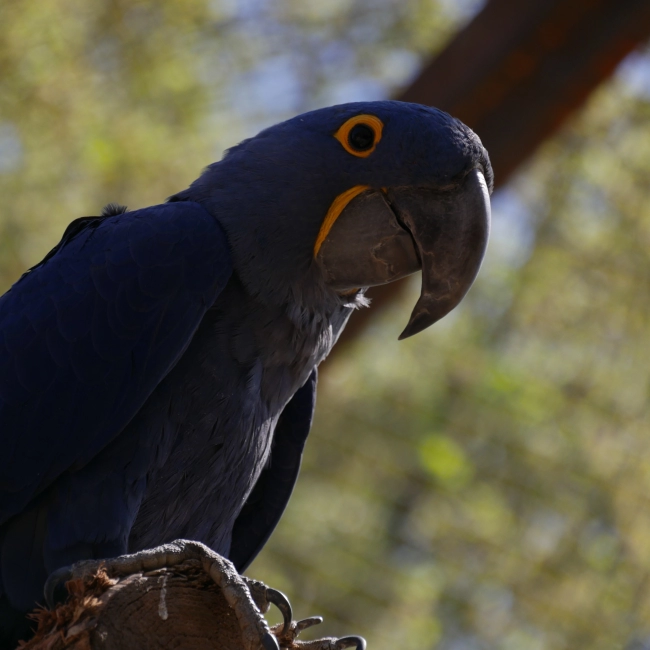 Ara Hyacinthe | Parc Animalier des Pyrénées