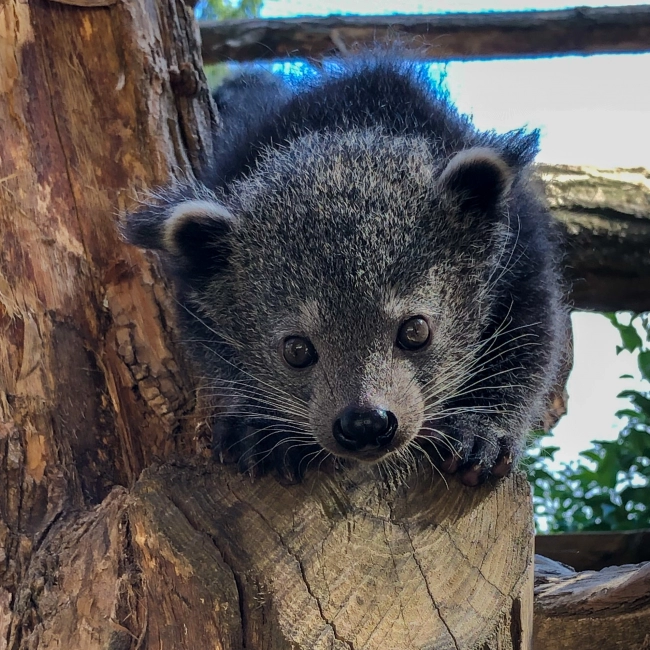 Binturong | Parc Animalier des Pyrénées