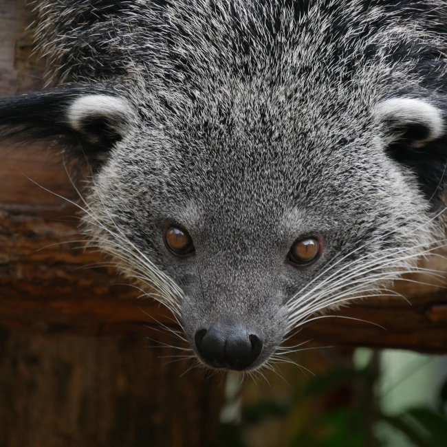 Binturong | Parc Animalier des Pyrénées