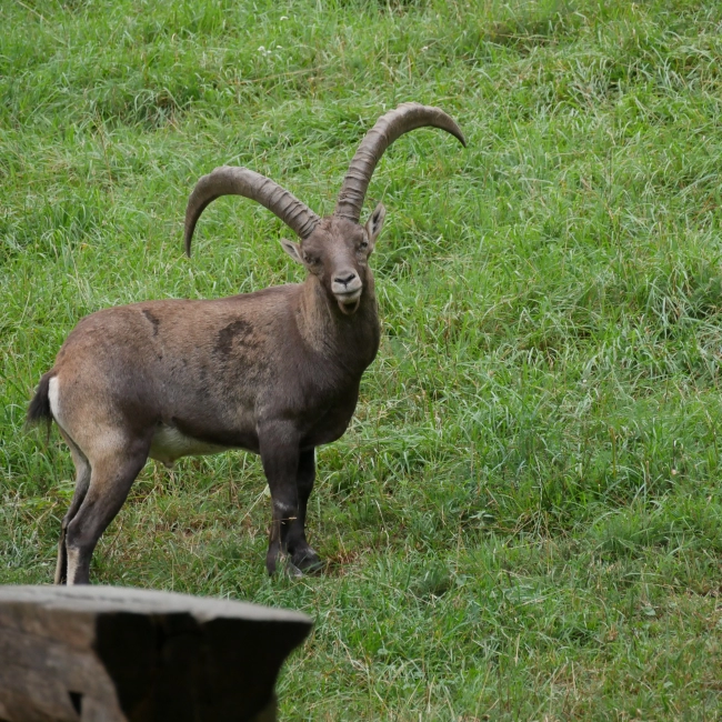 Bouquetin des Alpes | Parc Animalier des Pyrénées