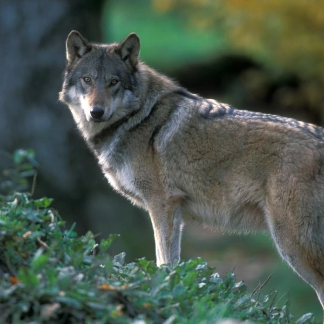 Loup Gris d'Europe | Parc Animalier Des Pyrénées