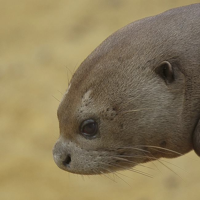 Loutre Géante | Parc Animalier des Pyrénées