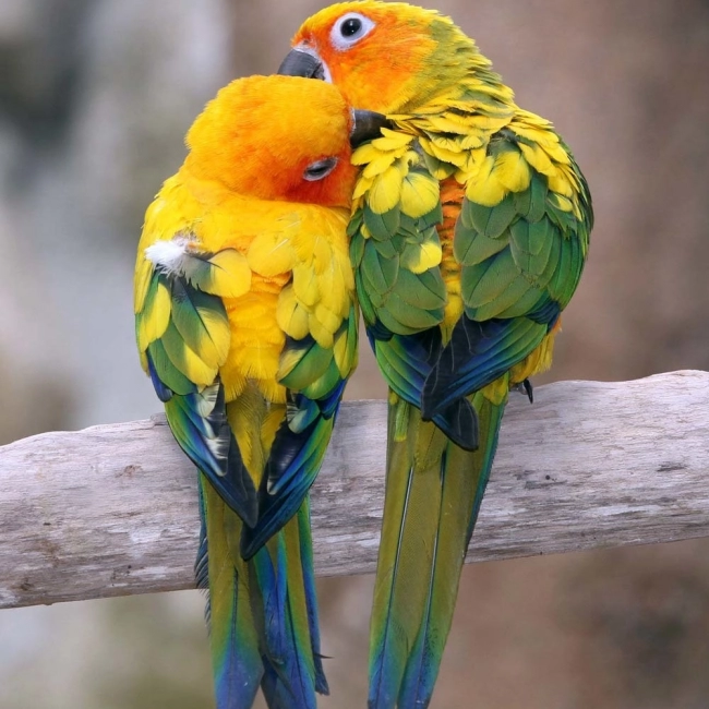 Conure Soleil | Parc Animalier des Pyrénées
