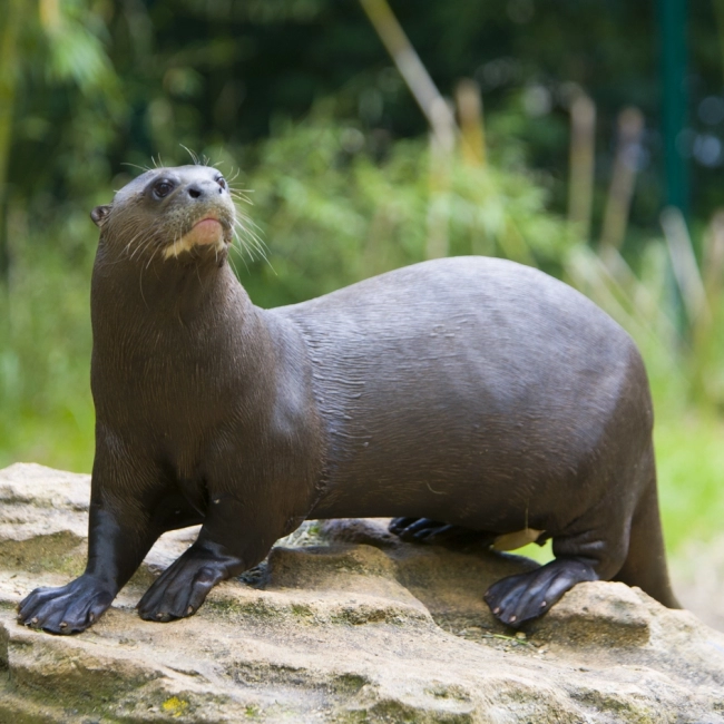 Loutre Géante | Parc Animalier des Pyrénées