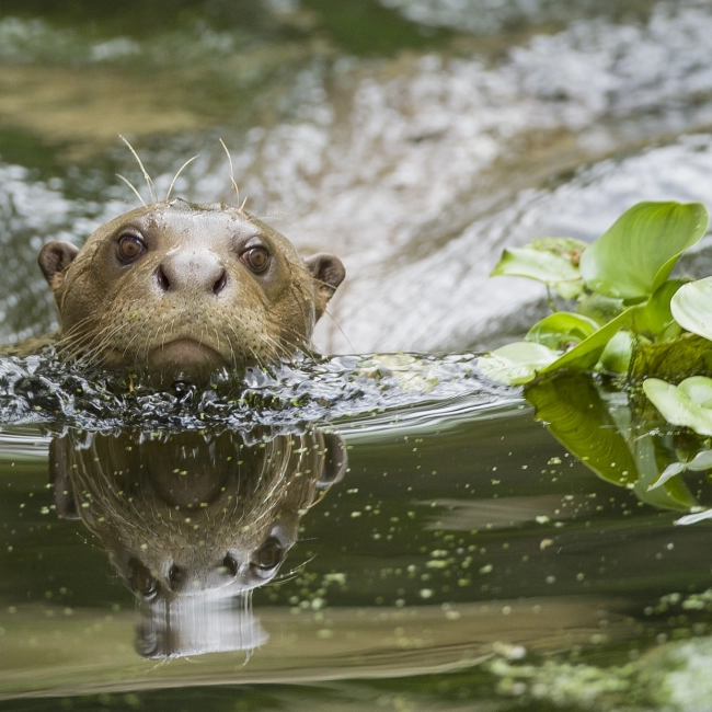 Loutre Géante | Parc Animalier des Pyrénées