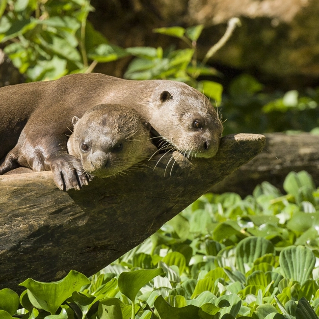 Loutre Géante | Parc Animalier des Pyrénées
