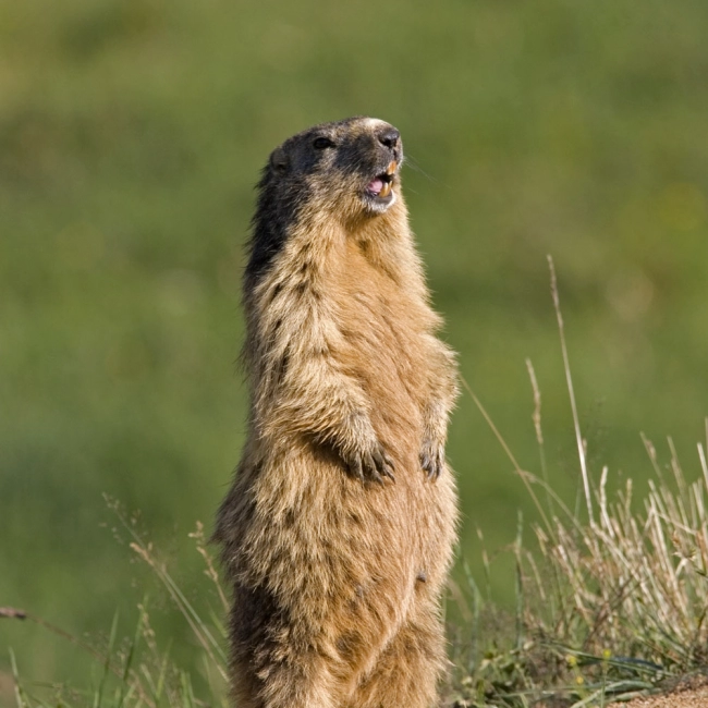 Marmotte | Parc Animalier Des Pyrénées
